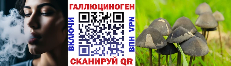 где продают   Пошехонье  Псилоцибиновые грибы Psilocybe 