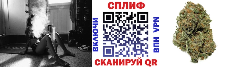 Конопля гибрид Пошехонье